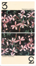 0141-19RegionAlpineAtout03